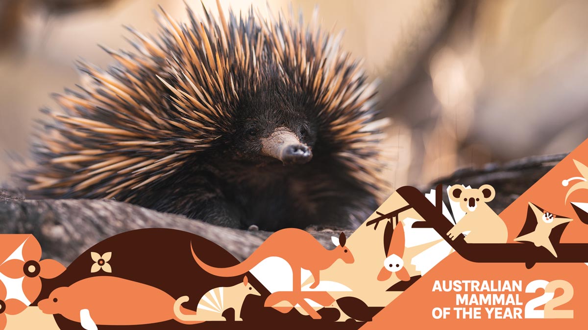 photograph of a small echidna with australian mammal of the year banner