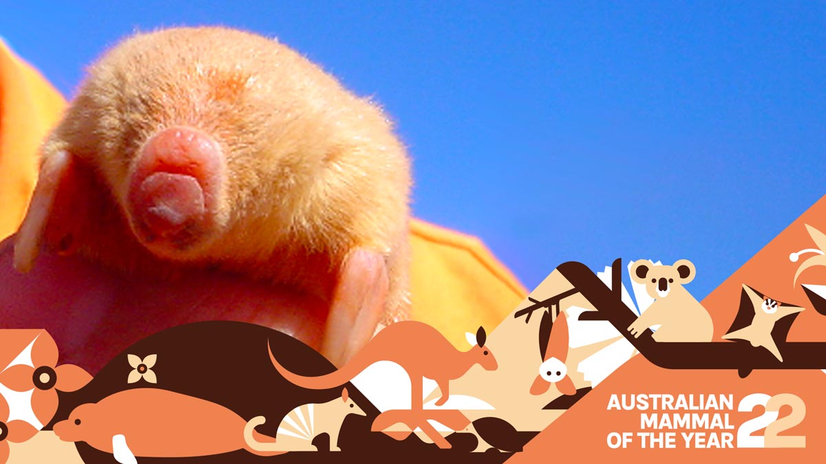 photograph of a marsupial mole with australian mammal of the year 2022 banner
