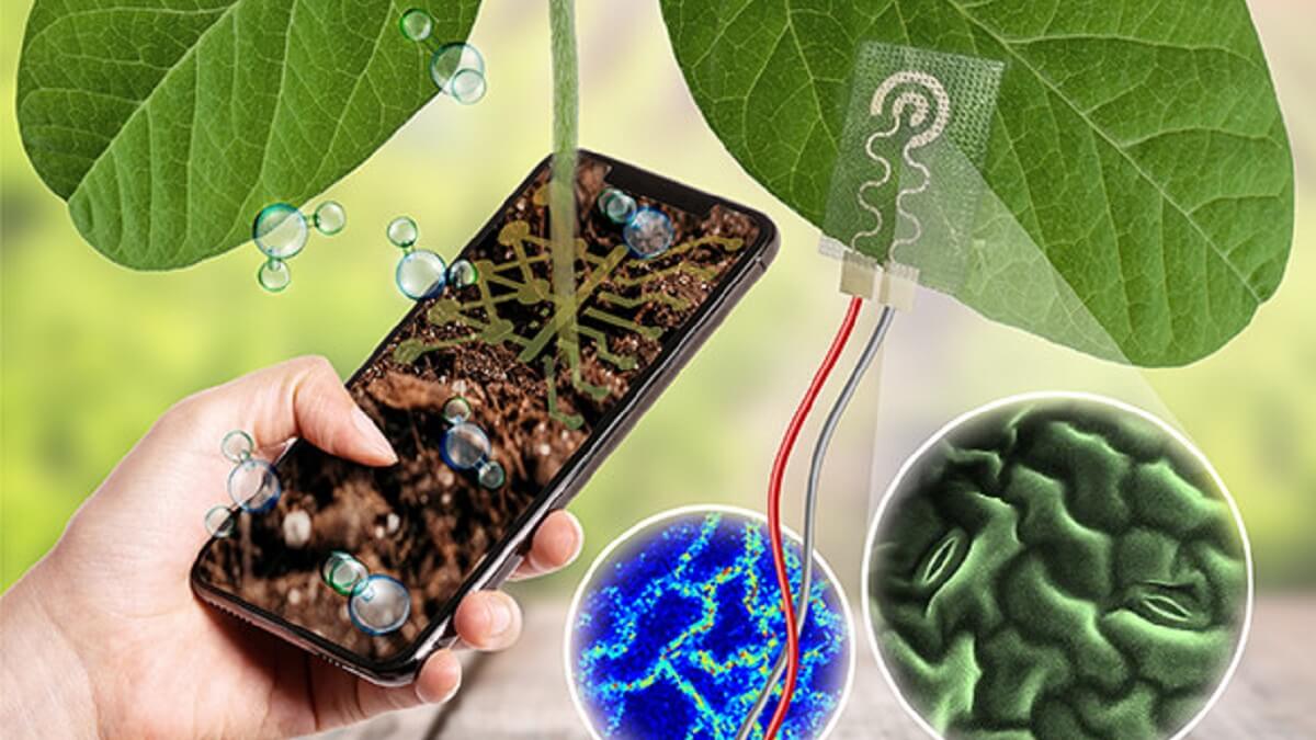 Plant-wearable technology graphical abstract
