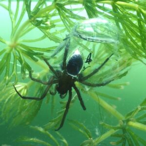 Diving bell spider argyroneta aquatica 1