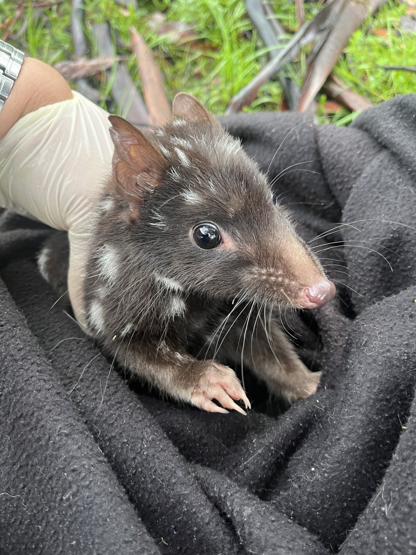A small brown eastern quoll wrapped in a blanket being handled by a human with gloves