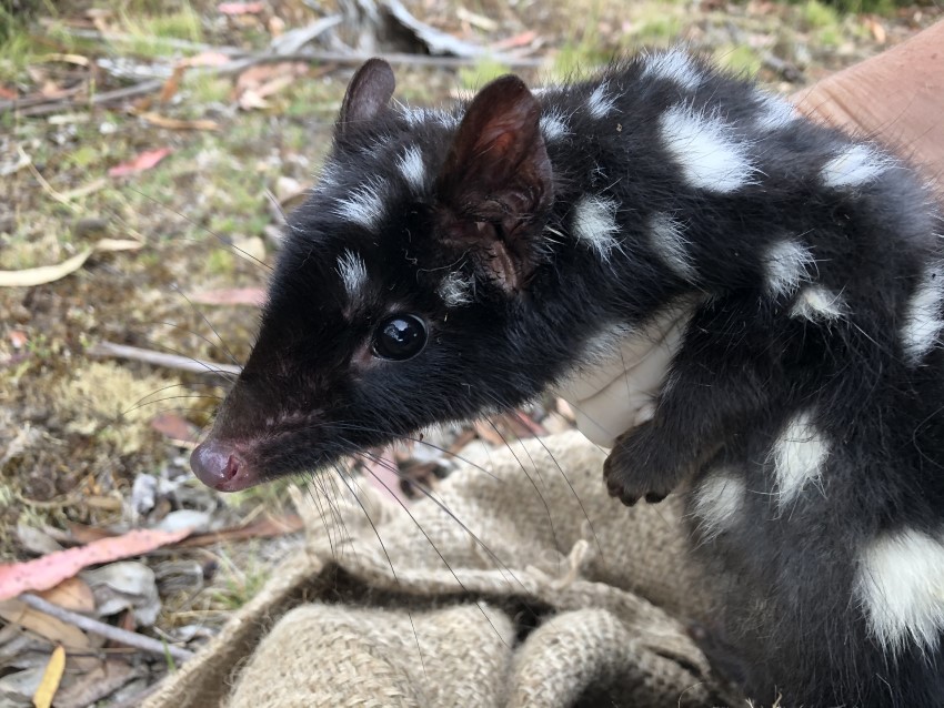 A chocolate coloured eastern quoll being removed from a hessian sack