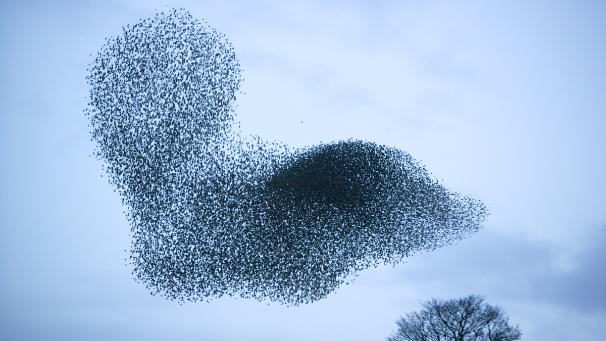 flocking-starlings