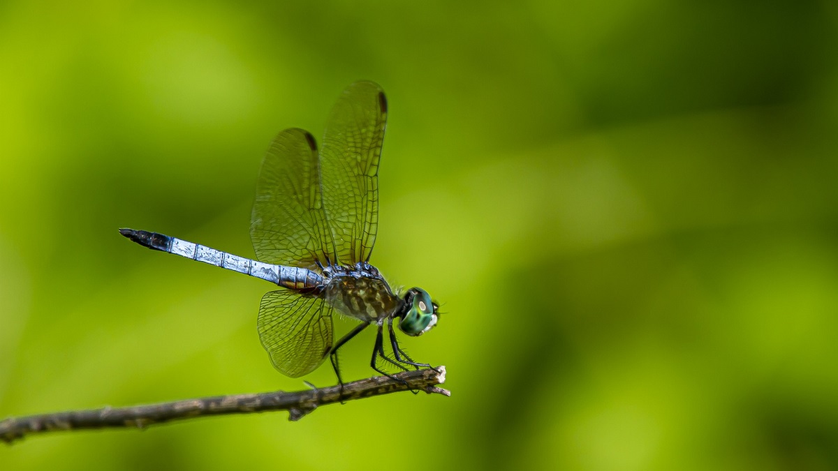 dragonfly, insects, flight, engineering