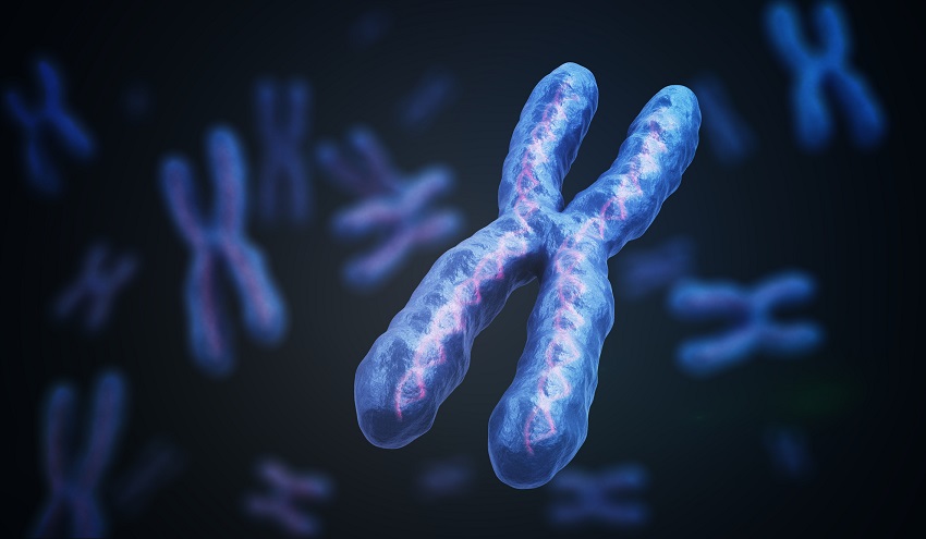 Chromosomes, evolution, 3d
