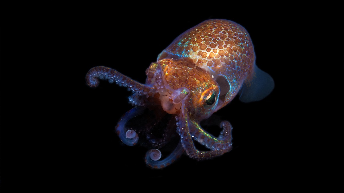The Hawaiian Bobtail squid, a cephalopod.