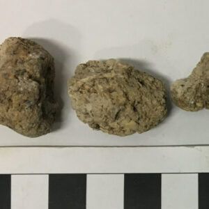 Human coprolite preserved human faeces from durrington walls. Credit lisa marie shillito