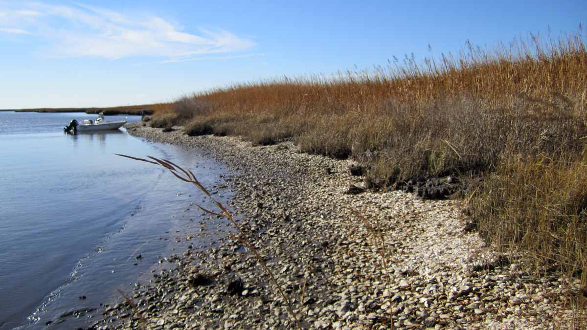 deposit of archaeological oysters next to the water with a small boat and reeds on the shore