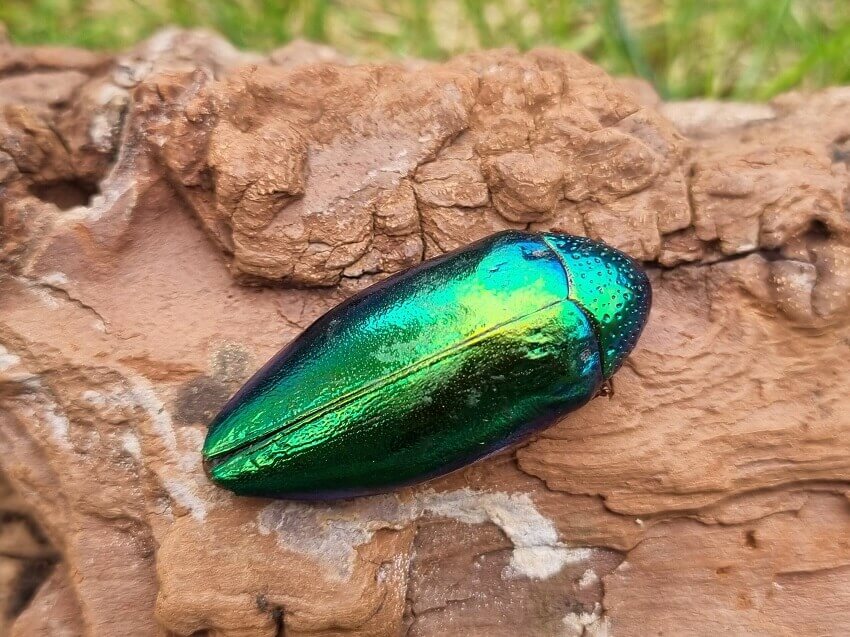 Jewel beetle (sternocera aequisignata) with iridescent colouration.
