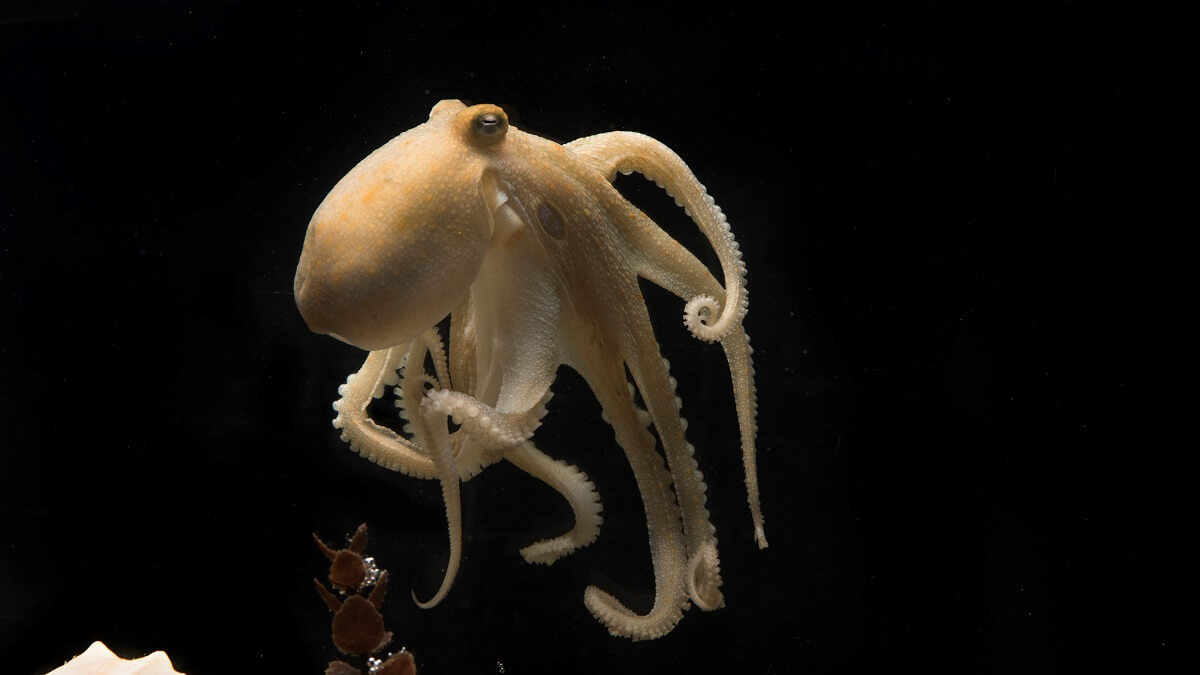 Female octopus death spiral caused by changes in cholesterol