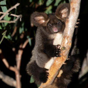Australian mammal of the year 2022 a black greater glider holding onto a tree branch