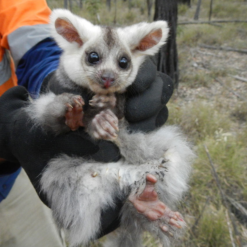 Australian mammal of the year 2022 a fluffy grey greater glider being held by a human