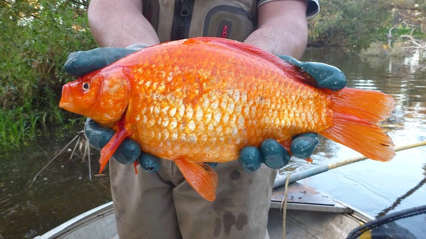 Goldfish, carp, invasive pest, biodiversity, pet trade