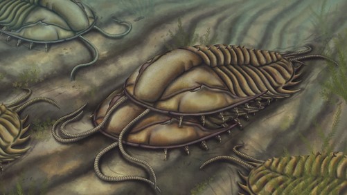 trilobite, reproduction, mating, palaeontology, reconstruction