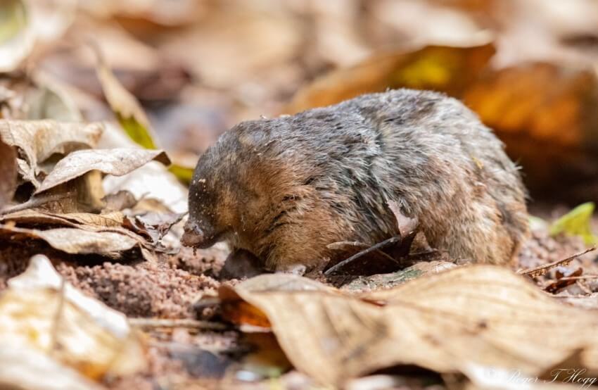 Photograph of a small furry golden mole among brown autumn leaves