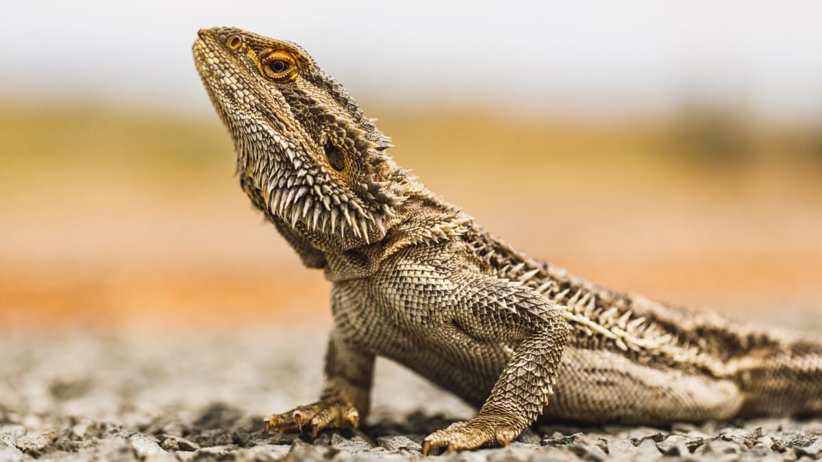reptiles concept an australian bearded dragon lizard sitting on the road