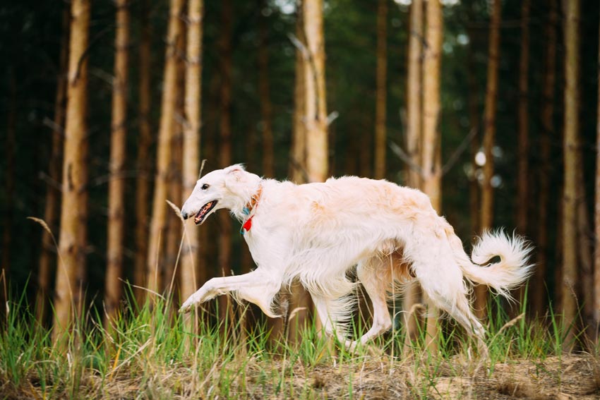 Ancient dogs concept a light coloured borzoi dog with a long snout trotting through the woods