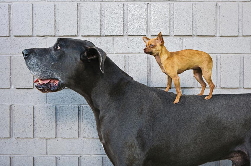 Ancient dogs concept a small tan short-haired chihuahua dog standing on the back of a very large black great dane dog
