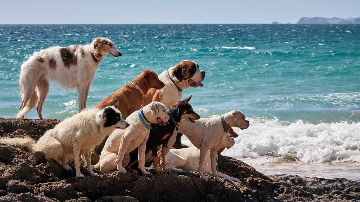 ancient dogs morphological variation concept a group of nine medium to large dogs with varying skull shape at the beach