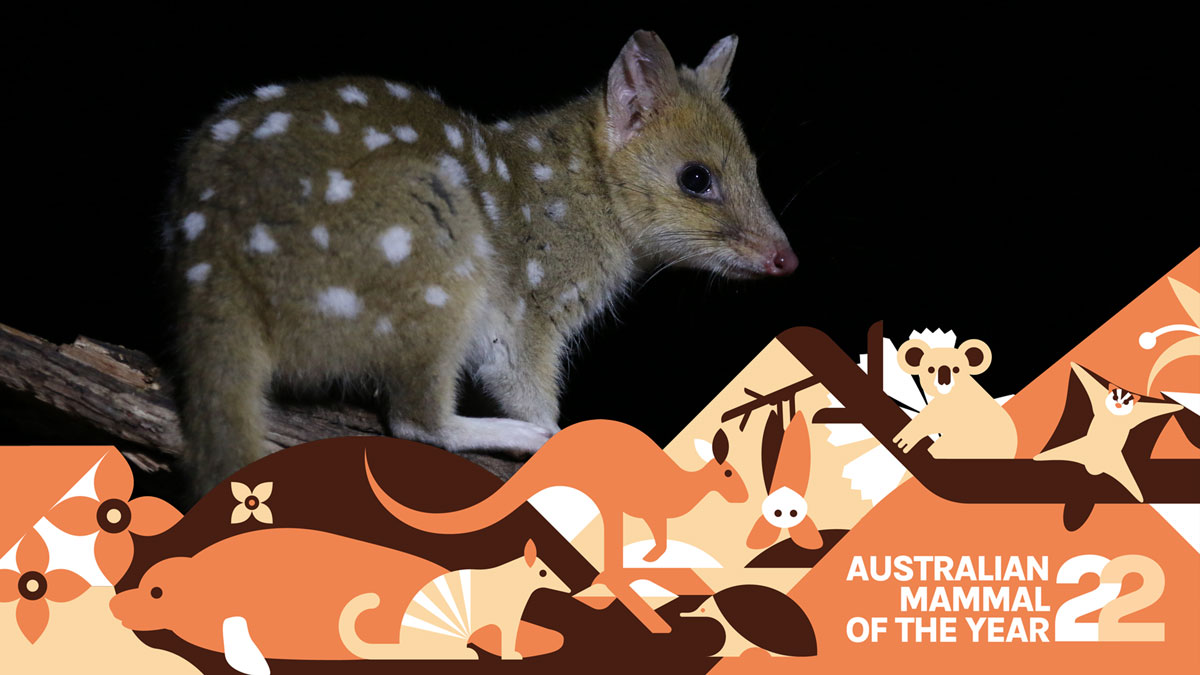 photograph of a caramel coloured eastern quoll at night with the australian mammal of the year 2022 banner