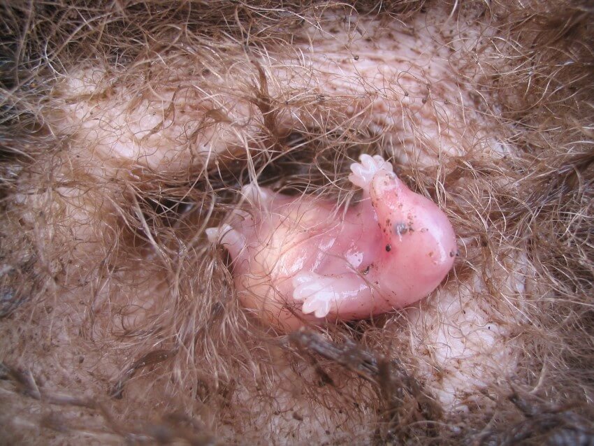 Photograph of a tiny hairless short-beaked echidna baby