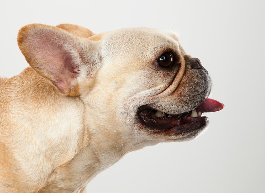 Ancient dogs concept a light coloured french bulldog in profile showing how flat its skull shape is
