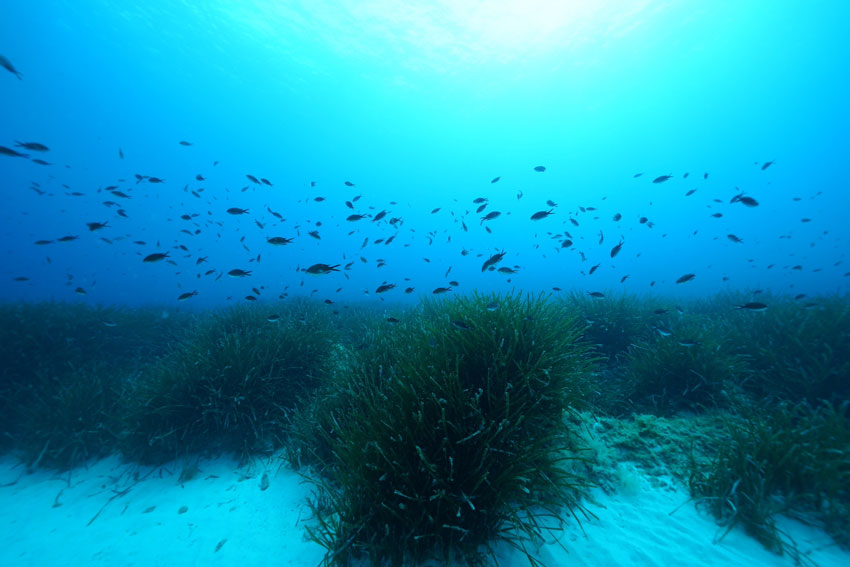 Seagrass meadow with many fish