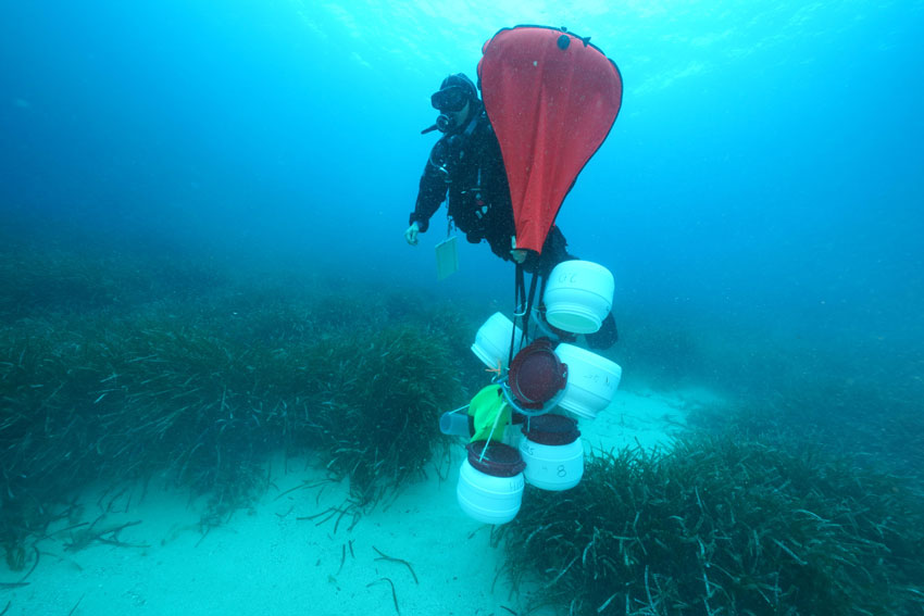 Seagrass sample collection an underwater seagrass meadow and a diver rising to the surface with barrels of scientific samples