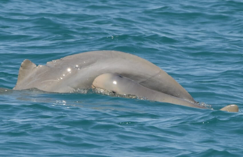 A baby snubfin dolphin coming to the ocean surface with its mother's back also visible
