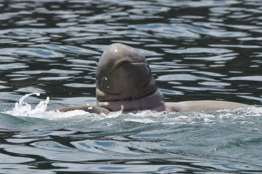 A snubfin dolphin poking its round head above the water