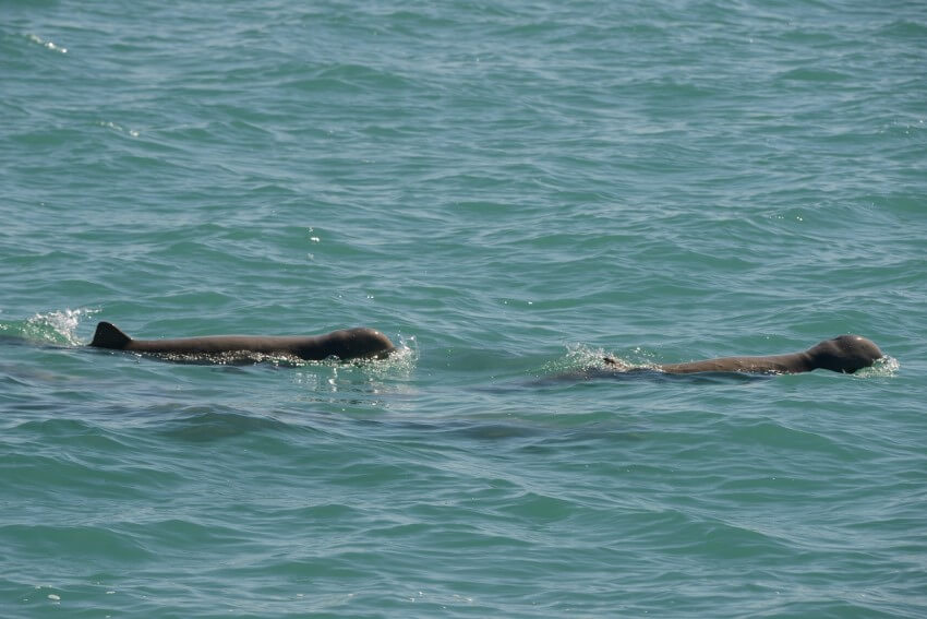 Photograph of the ocean with heads and dorsal fins of two snubfin dolphins visible
