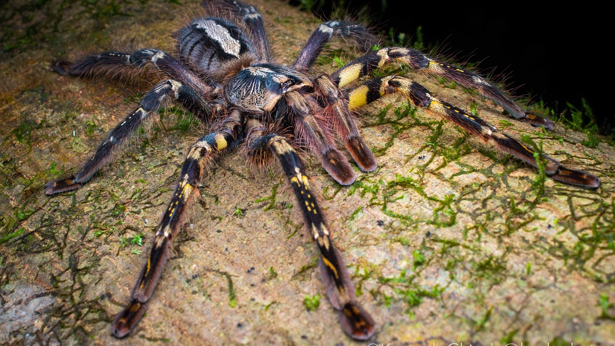 Hasta el 99% de las arañas mascotas se toman de la naturaleza