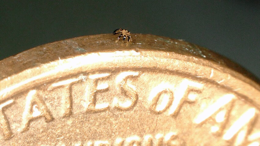 Photograph showing a tiny robotic crab standing on the edge of a coin