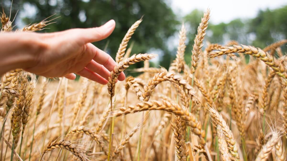 closeup of a human hand brushing through a field of yellow wheat