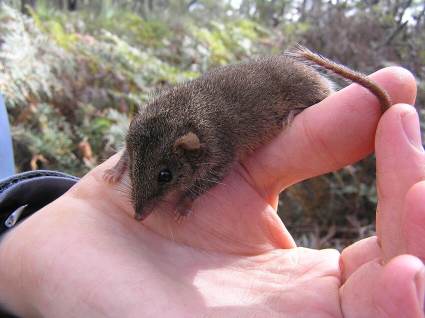 Photography of an agile antechinus sitting on a human hand, being held by its tail