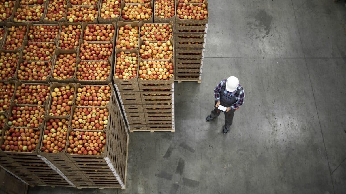 Food transport: person in hard hat looks at clipboard in front of crates of apples