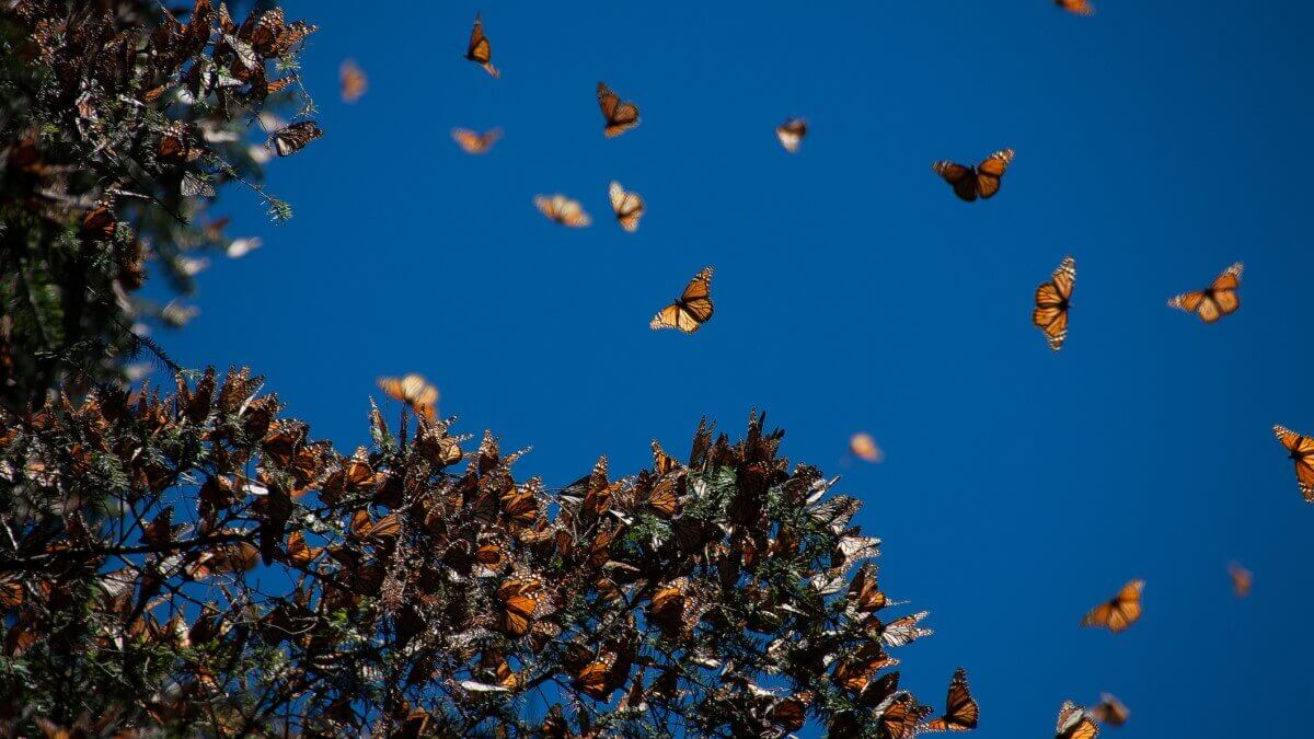 monarch butterflies on tree