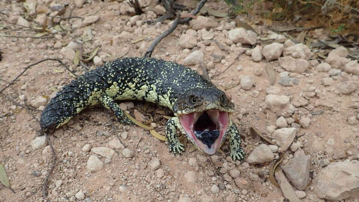 sleepy lizard opening its mouth