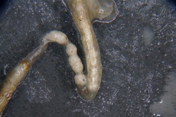 Close-up of superworm gut showing small white blobs of polystyrene