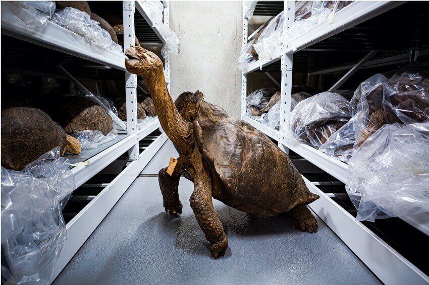 Dried giant tortoise in museum storage surrounded by plastic bags