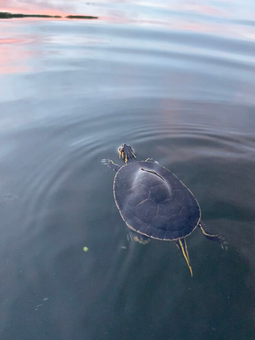 Painted turtle swimming in lake