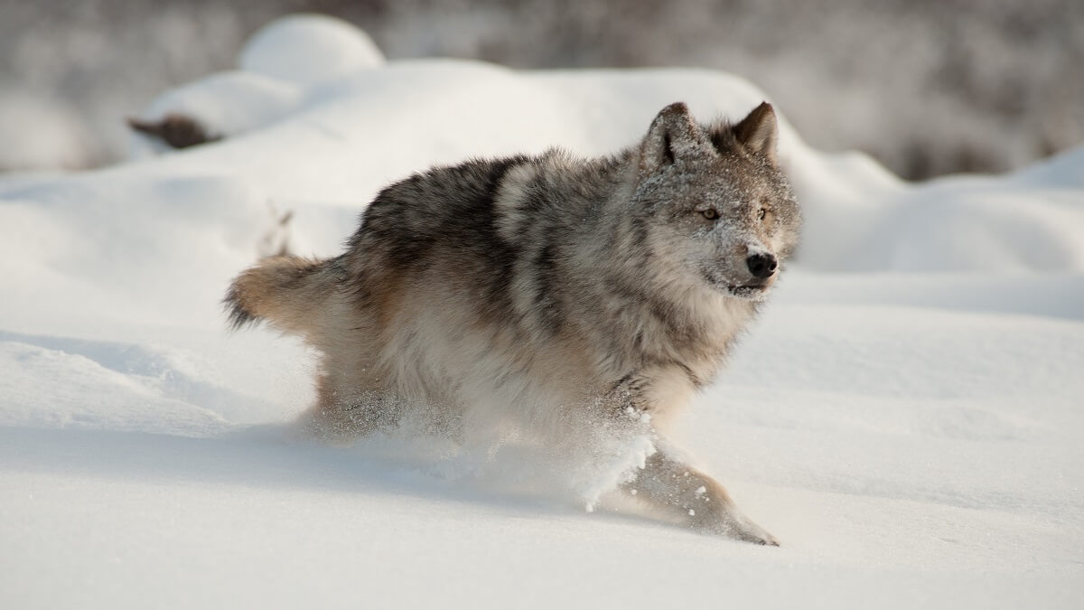 A young Grey Wolf hurries to catch the pack