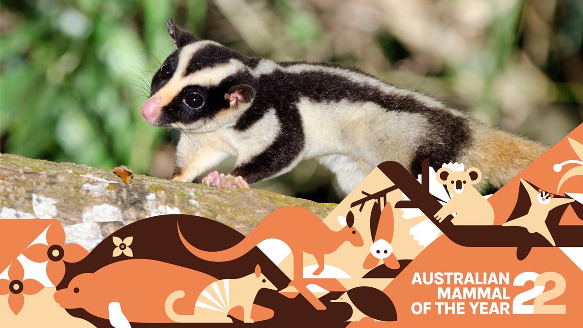 photo of a striped possum on a branch with australian mammal of the year banner