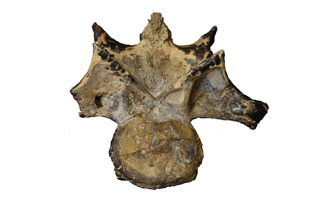 Abelisaurid-vertebrae