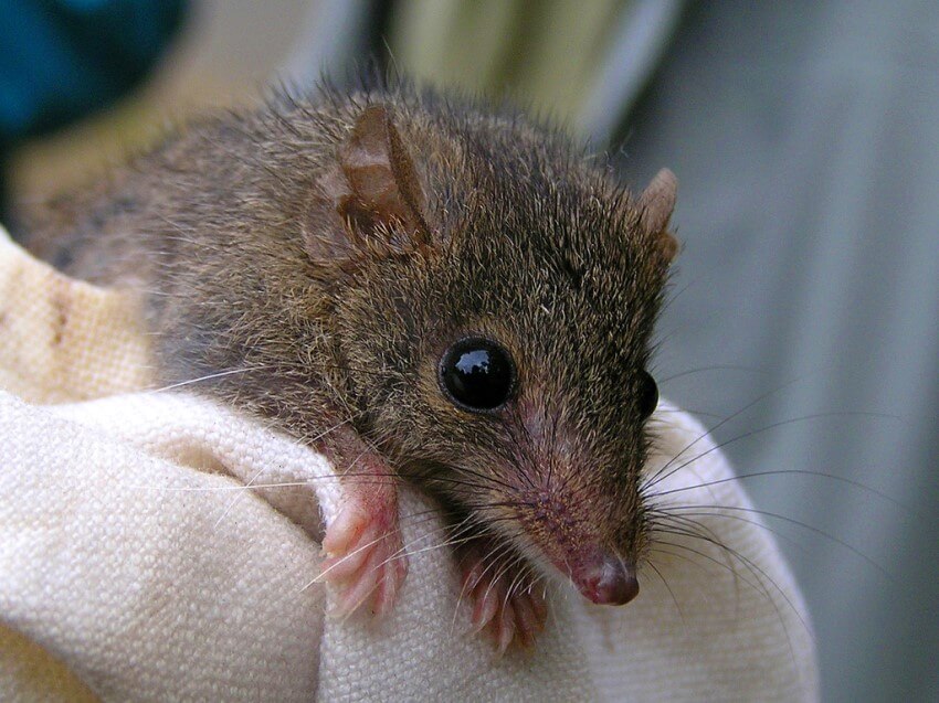 Closeup photograph of the face of an agile antechinus in a blanket