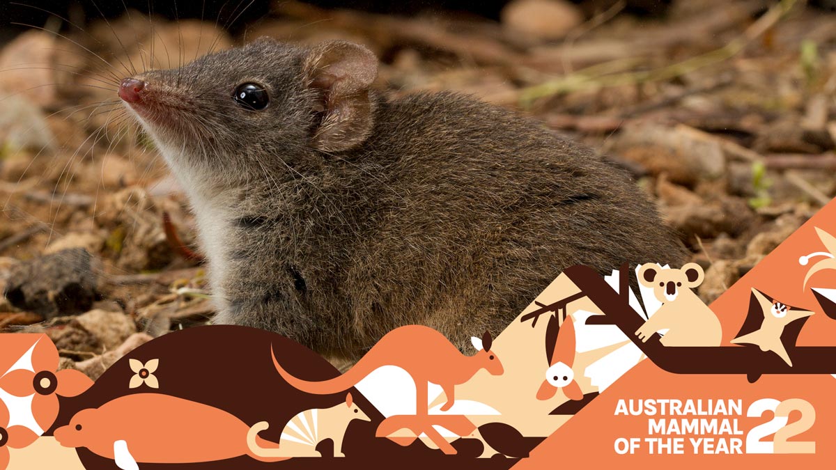 a photograph of an agile antechinus a small brown mouselike marsupial with australian mammal of the year 2022 banner