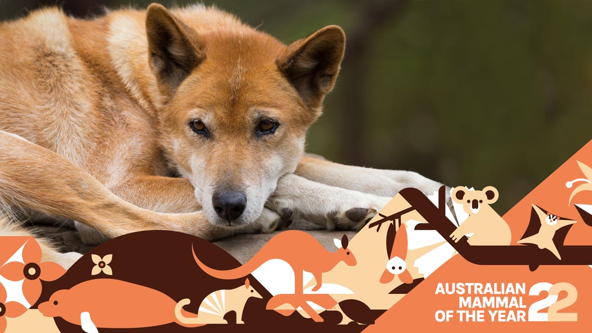photograph of a red dingo sitting down and resting its head on its paws with australian mammal of the year banner