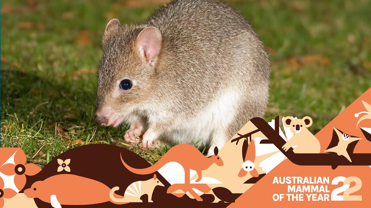 photograph of an eastern bettong a small light brown marsupial with round ears and australian mammal of the year banner