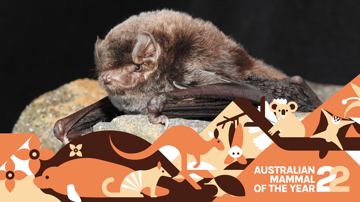 photograph of a southern bent-winged bat with australian mammal of the year banner