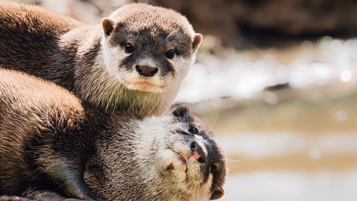 otters, social, animals, behavior, puzzles